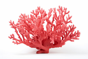 Coral, on white background