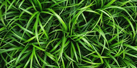 Gardinen Lush green grass texture, perfect for nature backgrounds. © AdibaZR