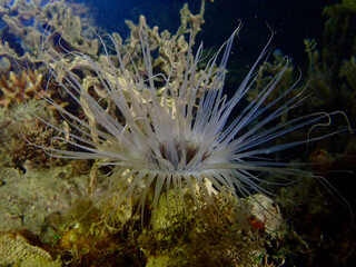 Anemone on a coral reef. Sea anemone with spreading tentacles among corals on the seabed underwater.