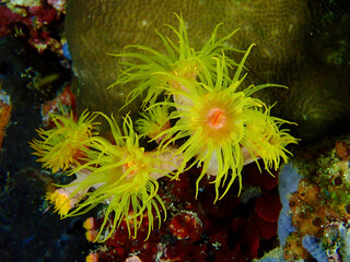 Soft yellow coral. Tentacles of soft yellow coral on the seabed underwater.