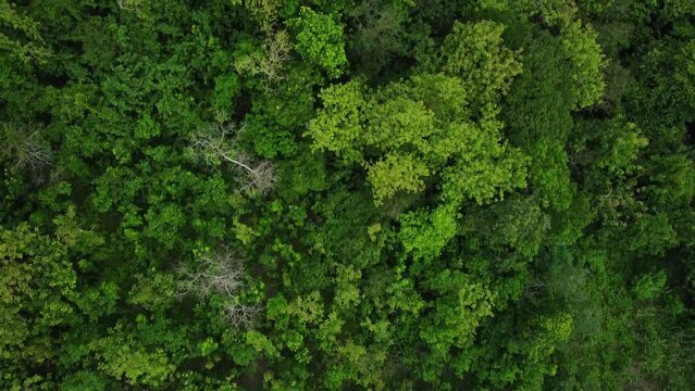 Aerial drone view of tropical green rainforest. Top down view and forwards drone shoot movement of woodland. Lush trees in rural areas.