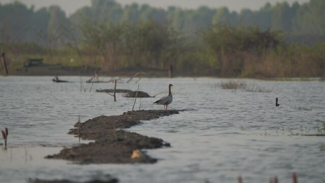 Bar-headed Goose migration birds in Thailand and Southeast-Asia.
