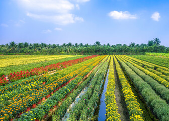 Landscape of blooming flower fields in the countryside in My Tho, Tien Giang province, Vietnam
