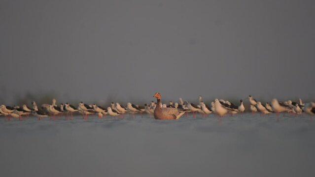 Bar-headed Goose migration birds in Thailand and Southeast-Asia.