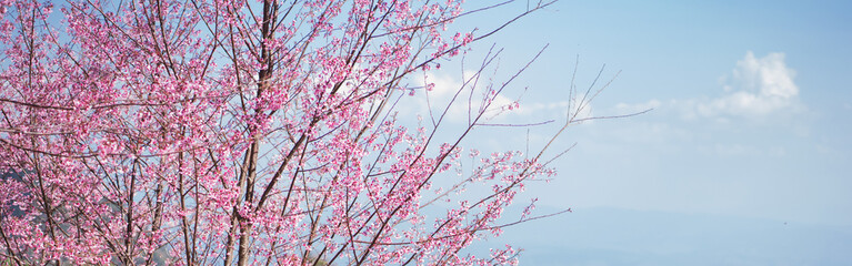 travel in nature concept with pink cherry blossom tree and clear sky in springtime season