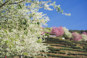 travel in nature concept with pink cherry blossom tree and tea farm in springtime season