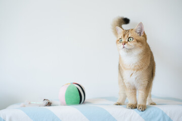 international cat day concept with british cat happy and fun during play ball with owner - obrazy, fototapety, plakaty