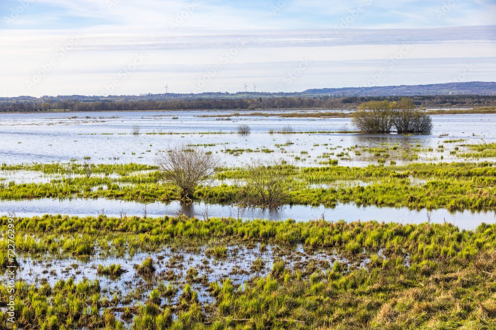 Poster Flooded wet meadow in springtime by a lake