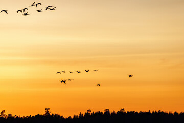 Flock of cranes above the woodland at sunset
