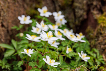 Beautiful Wood anemone an early spring day