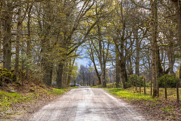 Dirt road in a lush green forest in spring