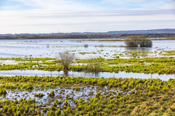 Flooded wet meadow in springtime by a lake