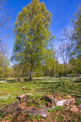 Beautiful spring landscape with flowering wildflowers