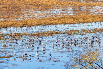 Cranes resting on a flooded meadow in spring