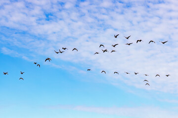 Bird migration with  White-fronted geese flying in the sky