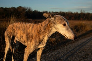 Obraz na płótnie Canvas Greyhound