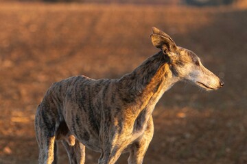 Greyhound