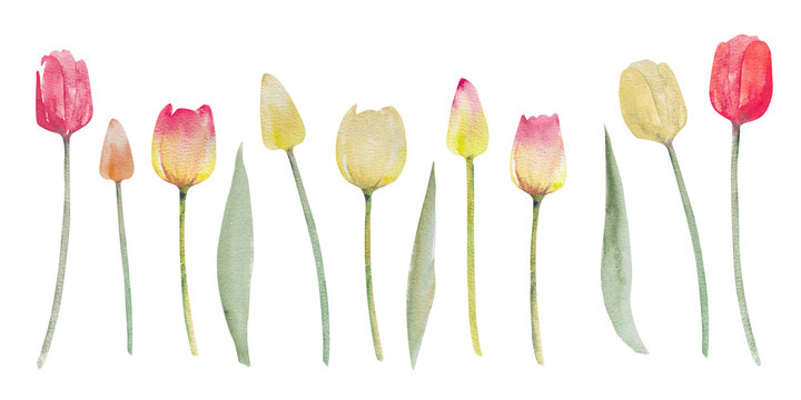 Collection of tulip flowers.Watercolor spring hand painted floral illustration.Set of tulips and leaves of peach,pink,yellow,red color