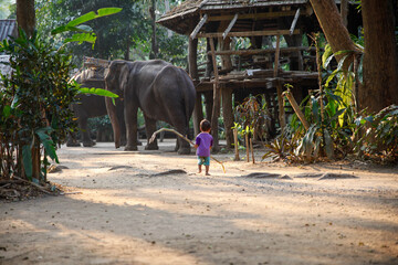 Thailand | Elephants