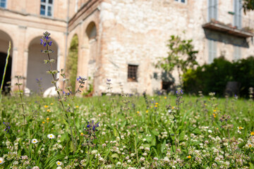 Green lawn of wildflower and herbs foreground with blurry European style building background.