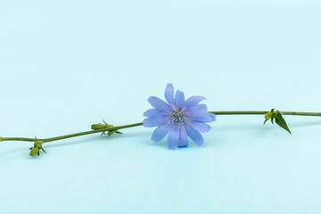 Cichorium intybus - common chicory flowers isolated on blue background. Beautifull flowers of...