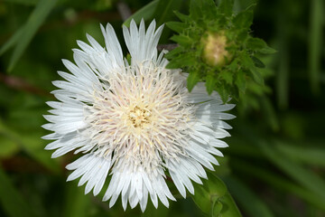 ストケシア・ホワイトスター