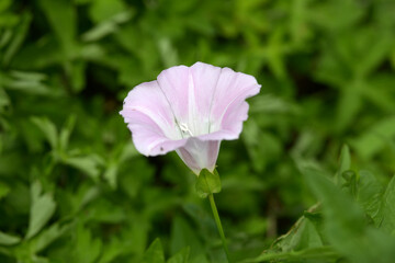 Fototapeta premium ヒルガオ