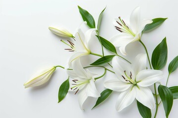 Lilies on white background