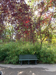 Secluded Bench in Lush Garden Setting