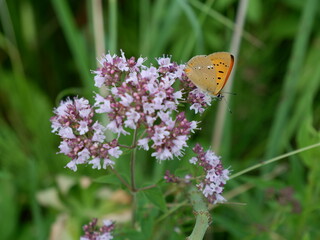 A butterfly on a wildflower in close-up.