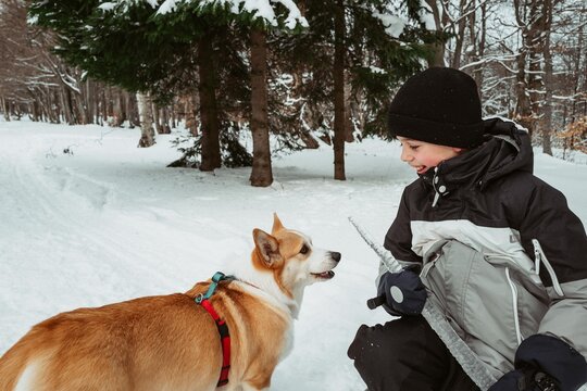 Boy and corgi dog playing with an icicle in the village in winter