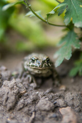 frog sitting on the ground in the garden