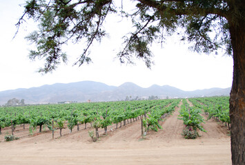 Vineyard Rows in Vallede Guadalupe