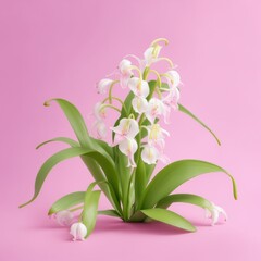 beautiful natural lily flower on a pink background