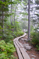 Elevated Log Trail through Acadia National Park