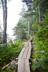 Elevated Log Trail through Acadia National Park