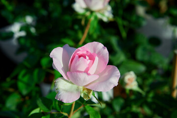 Close-up view of pink rose flower blooming in garden