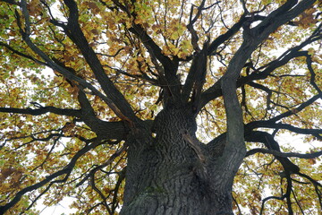 Powerful oak crown, bottom view.
