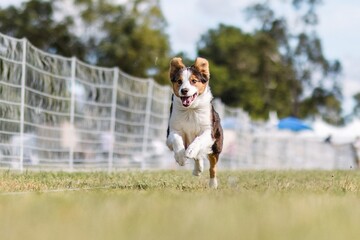 Miniature American Shepherd Aussie running lure course dog sport