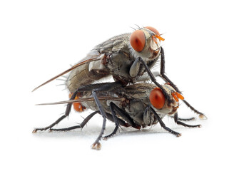 A pair of house flies copulate on a white background
