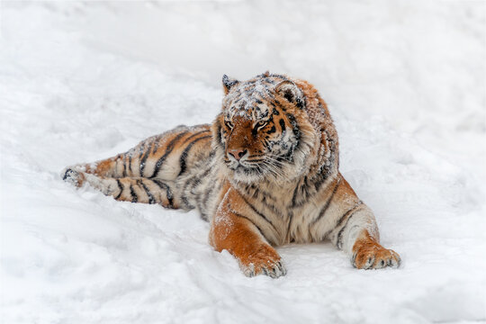 Closeup Adult Tiger in cold time. Tiger snow in wild winter nature
