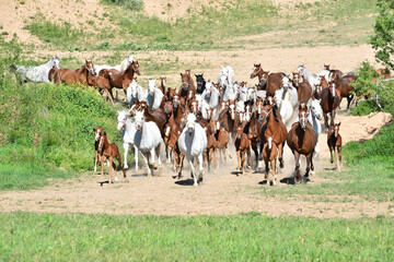 Herd of horses, horses running in open fields. Arabian horses. Horses running excitedly in a magnificent landscape.