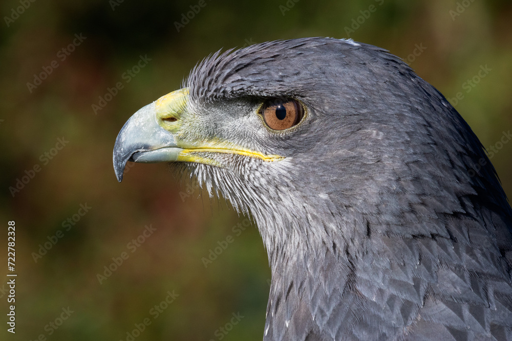 Poster A close up profile portrait of a chilean blue buzzard eagle. Showing ja side view of the head only. Space for text around the subject