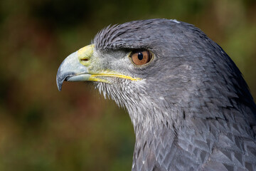 A close up profile portrait of a chilean blue buzzard eagle. Showing ja side view of the head only. Space for text around the subject