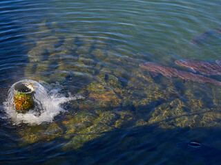 冬の公園の噴水と魚の姿