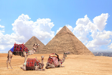 Camels in a colorful horse-clothes resting on the sand near to pyramids, Giza, Cairo, Egypt. Famous Great Pyramids of Chephren and Cheops, Giza pyramid complex (Giza Necropolis)