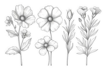 Monochrome Floral Illustrations, Outline Drawings