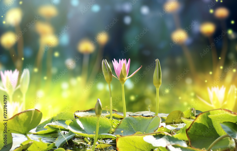 Aufkleber horizontal banner with blossoming lotus flower on sunny nature spring background. summer scene with 