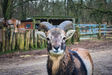 close up portrait of a goat - Capra Aegagrus Hircus - Goat - Cute - Funny - Portrait - Meadow - High quality