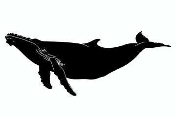Silhouette Of Whale